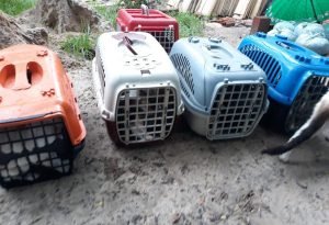 Vinte gatos são achados mortos com sinais de espancamento em Fortaleza