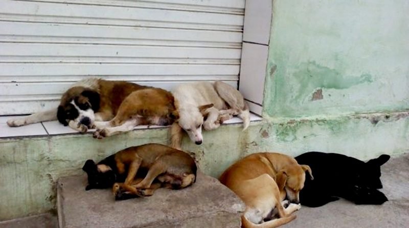 Após decisão da Justiça, Ceará tem 180 dias para criar abrigo que receba animais abandonados