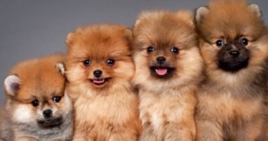 China tira cachorros de lista de animais que podem ser criados para consumo