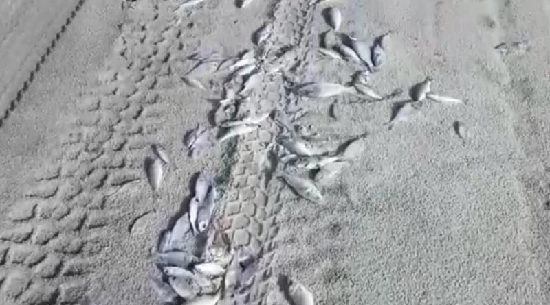 Dezenas de peixes mortos são encontrados por surfistas na praia do Cumbuco em Caucaia