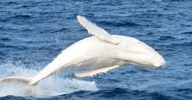 Avistamento raro: Baleia branca é vista na costa de Nova Gales do Sul na Austrália