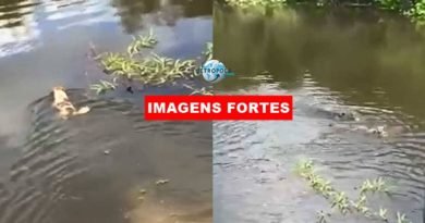 Imagens fortes: Cachorro é engolido por jacaré em rio e dona se desespera