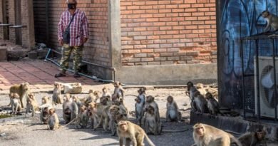 Cidade da Tailândia é invadida por milhares de macacos