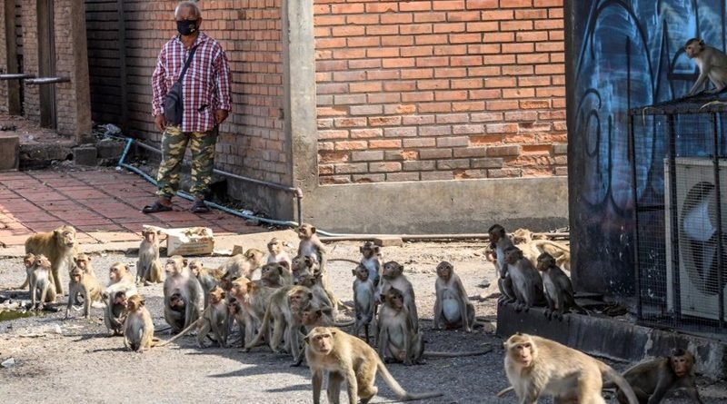 Cidade da Tailândia é invadida por milhares de macacos