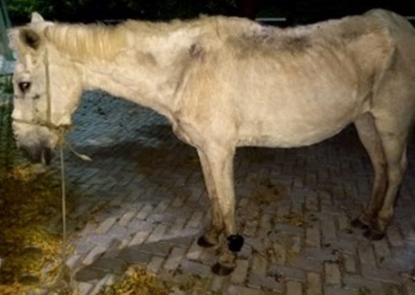 Cavalo é encontrado com tornozeleira eletrônica em Iguatu interior do Ceará