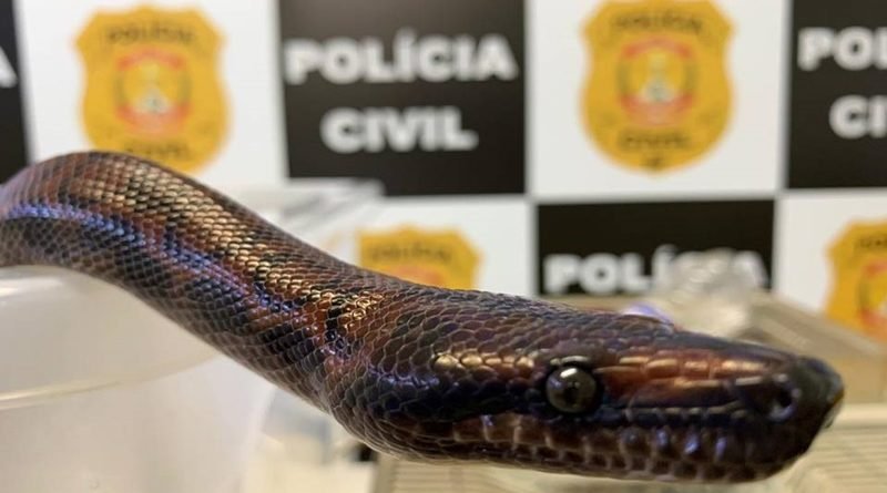 Polícia localiza mais uma cobra de jovem picado por serpente Naja no DF