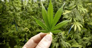 Morador de Brasília ganha liminar para cultivar Cannabis e tratar depressão