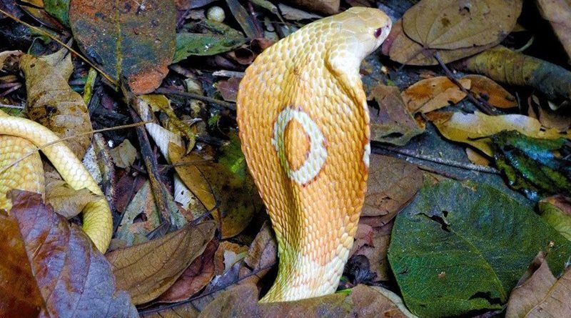 Rapaz picado por cobra naja tem alta e polícia segue investigação