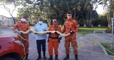 Cobra píton de 3 metros é resgatada do telhado de uma casa no Bairro Jangurussu, em Fortaleza