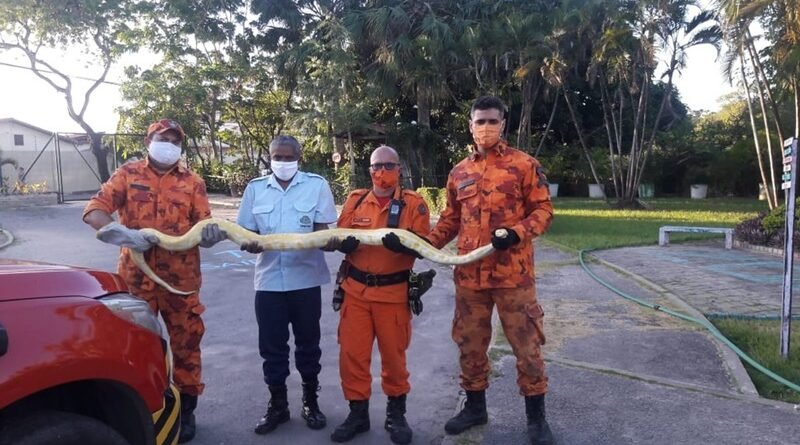 Cobra píton de 3 metros é resgatada do telhado de uma casa no Bairro Jangurussu, em Fortaleza