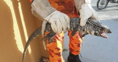 Bombeiros atendem chamado para resgate de jacaré, mas era um tejo