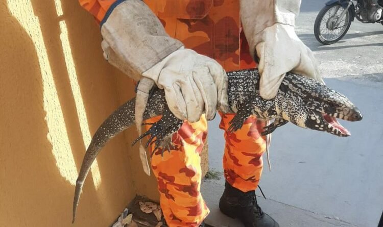 Bombeiros atendem chamado para resgate de jacaré, mas era um tejo