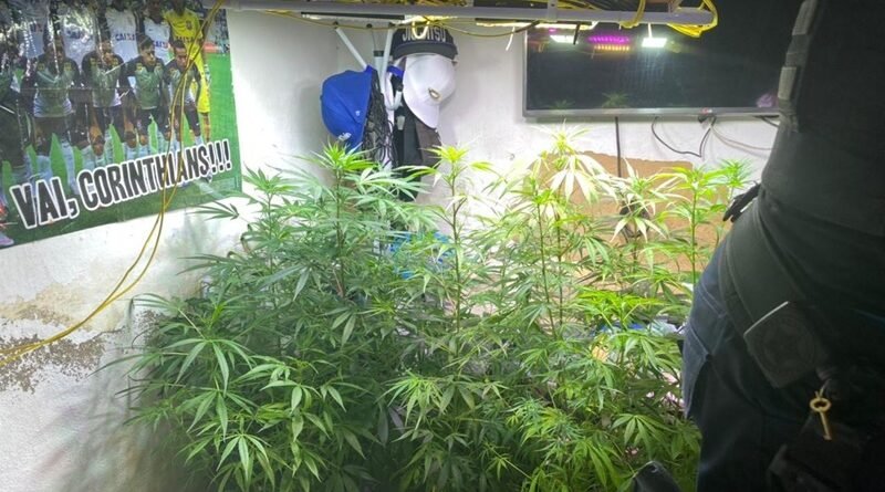 Polícia apreende maconha cultivada em residência no Araturi em Caucaia