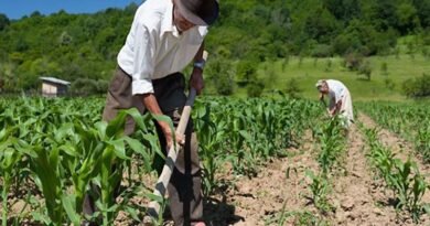 Prefeitura de Caucaia garante pagamento de Seguro Safra para 987 famílias caucaienses