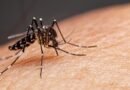 Dengue explode no Brasil, com 217 mil casos e 15 mortes só em janeiro